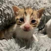 Thumbnail photo of Mocha #2