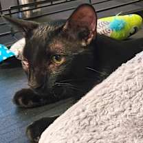 Thumbnail photo of JASPER #4