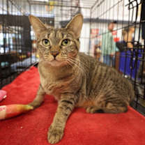 Thumbnail photo of Munchie #1