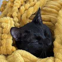 Thumbnail photo of Mewcauly #2