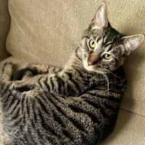 Thumbnail photo of Kaos Litter: PROMETHEUS #1