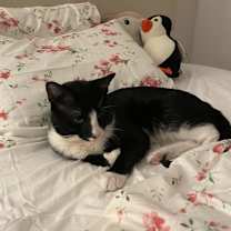 Thumbnail photo of Meow #4