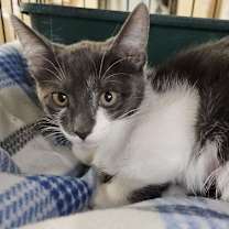 Thumbnail photo of Octavia #4