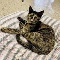 Thumbnail photo of Mouse #1