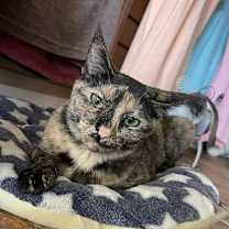 Thumbnail photo of Mouse #2