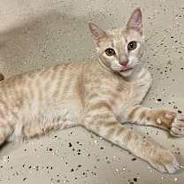 Thumbnail photo of Custard #2