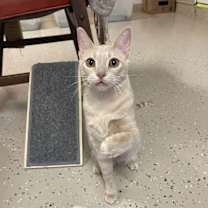 Thumbnail photo of Custard #3