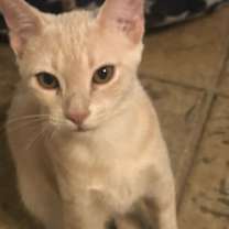 Thumbnail photo of Custard #4