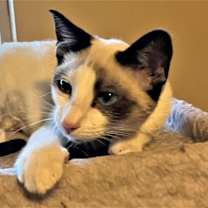 Thumbnail photo of Arwen #4