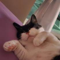 Thumbnail photo of Little Miss #1