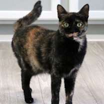 Thumbnail photo of Toffee #3