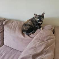 Thumbnail photo of Toffee #4