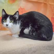 Thumbnail photo of Prada #2