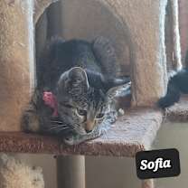 Thumbnail photo of Sofia #2