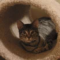 Thumbnail photo of Rebel #1