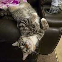 Thumbnail photo of Gracie (Mom of grey litter) #2