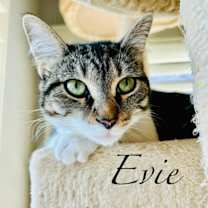 Thumbnail photo of Evie #3