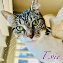 Thumbnail photo of Evie #4
