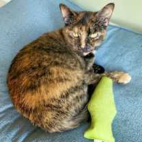 Thumbnail photo of Calista #1