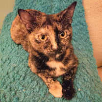 Thumbnail photo of Calista #2