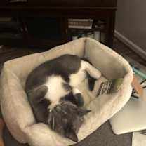 Thumbnail photo of Kanga #1