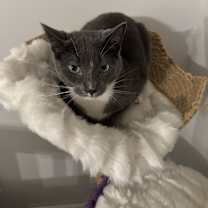 Thumbnail photo of Kanga #4