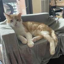 Thumbnail photo of Randy - FeLV+ in foster #1