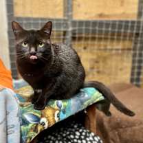 Thumbnail photo of Hickory #1