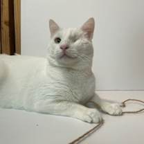 Thumbnail photo of FISHTOPHER ROBIN #3