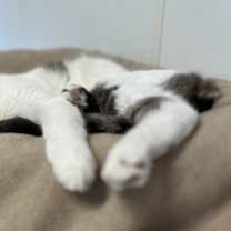 Thumbnail photo of Elmer #4