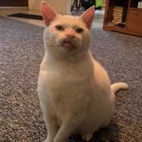 Thumbnail photo of Avark - Available in Foster #1