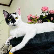 Thumbnail photo of Tutu #1