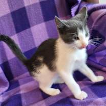 Thumbnail photo of BISCOTTI #3