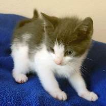 Thumbnail photo of BISCOTTI #4