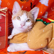 Thumbnail photo of Pumpkin #4