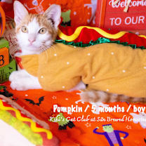 Thumbnail photo of Pumpkin #1