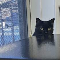 Thumbnail photo of Mystique #2