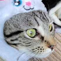 Thumbnail photo of Boopsy #2