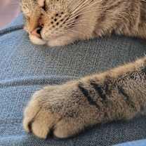 Thumbnail photo of Boopsy #3