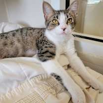 Thumbnail photo of Cupcake #3