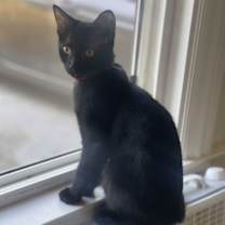 Thumbnail photo of MISS PANTHER #1