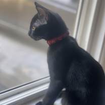 Thumbnail photo of MISS PANTHER #2