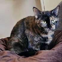 Thumbnail photo of Leia #4