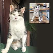 Thumbnail photo of Sparky (meet me in foster care!) #1