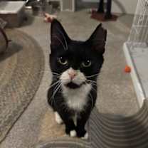 Thumbnail photo of Riedell #4