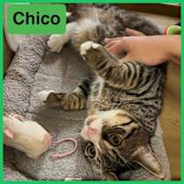 Thumbnail photo of Chico #4