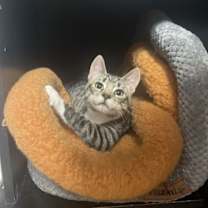 Thumbnail photo of Striper #1