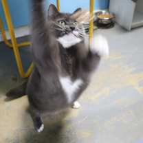 Thumbnail photo of Niko #2