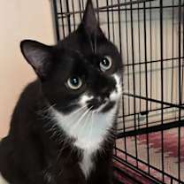 Thumbnail photo of FRISKY FERGUS #1