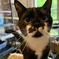 Thumbnail photo of FRISKY FERGUS #2